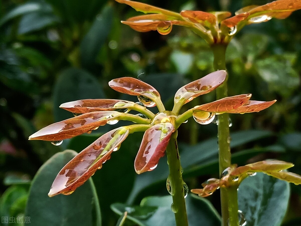 度华年电视剧免费观看完整版星辰影视