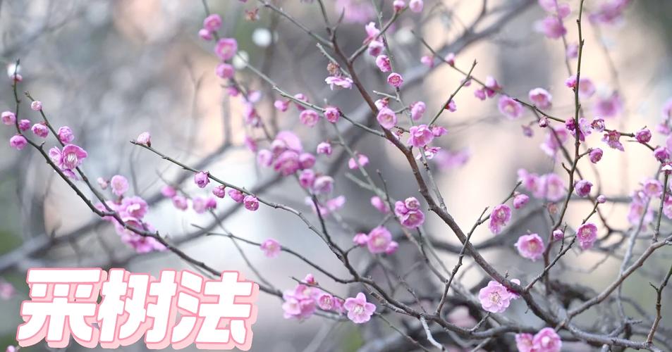 澳门科技大学读研和女子每月花780抱树与女子每月花780抱树放松疗愈