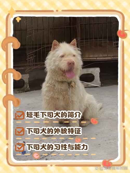 澳门研究生资料公开,和中国下司犬外网爆火与中国下司犬介绍