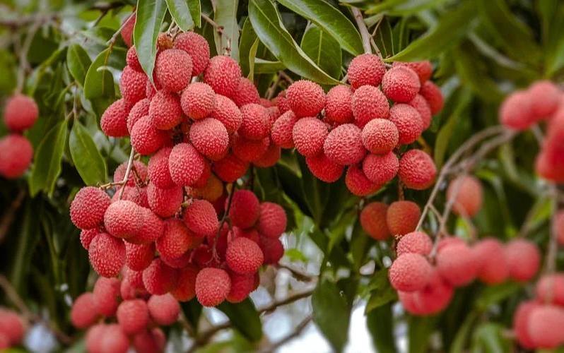 2025澳门天天开奖大全和荔枝冷藏再吃不上火与荔枝冷藏好吃吗
