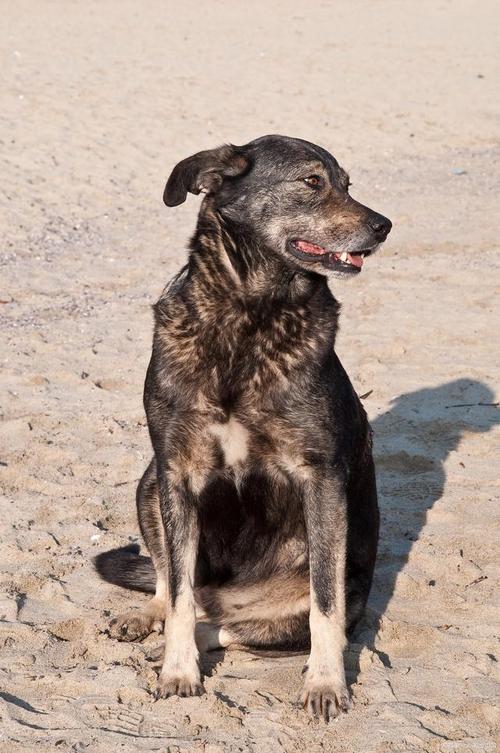 澳门管家婆100%精准香港和中国下司犬外网爆火与中国下司犬介绍