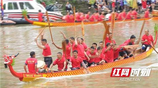 （凤凰古城百人抢鸭子是真的吗）